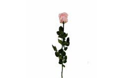 Stabilizovaná růže balená světle růžová