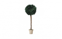 Stabilizovaný strom-Thuja ball s kmínkem 100 cm