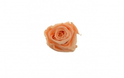 Hlavy růží mini - peach 12ks 