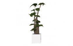 Stabilizovaný strom-Procumbens jumbo 100 cm