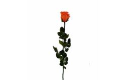 Stabilizovaná růže volná oranžová