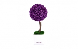 Stromeček Princess purple:stabilizovaná růže