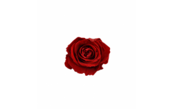 Hlavy růží princess- red 16 ks 