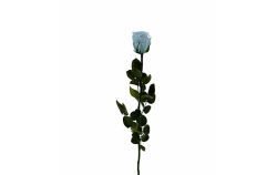 Stabilizovaná růže balená světle modrá