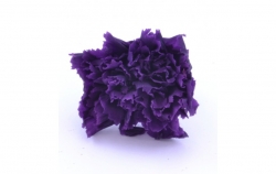 Karafiát - purple 6 ks
