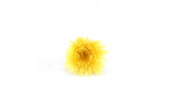 Crisantemo Sharp - yellow 8 ks 