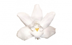 Cymbidium Orchid - white 3 ks