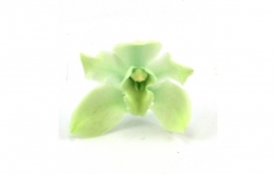 Cymbidium Orchid - mint 3 ks 