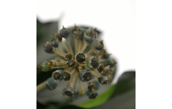 Hedera arborea fruits - buket