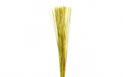 Mash reed - yellow