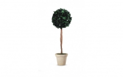 Stabilizované stromy-Hedera ball s kmínkem 100 cm