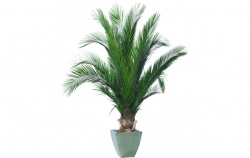 Stabilizovaný strom-Phoenix palm tree 100 cm