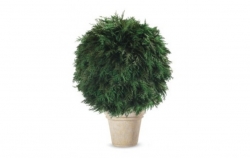 Stabilizovaný strom-Thuja ball 50 cm