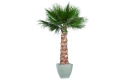 Stabilizovaný strom-Washingtonia palm tree kit 140 cm
