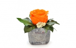 Aranže stabilizovaná růže Sára Dark Orange