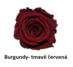 Evelin- stabilizovaná růže