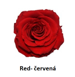 Evelin- stabilizovaná růže