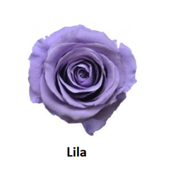 Lucy 3- stabilizovaná růže