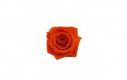 Hlavy růží mini - orange 12ks