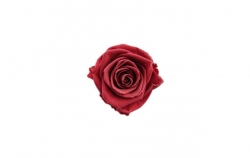 Hlavy růží mini - cranberry 12ks 