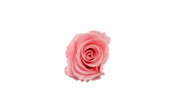 Hlavy růží mini - light pink 12ks 