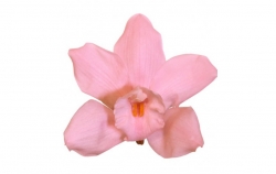 Cymbidium Orchid - light pink 4 ks 