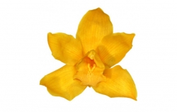 Cymbidium Orchid - saffron yellow 3 ks 