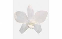 Dendrobium Orchid - white 5 ks