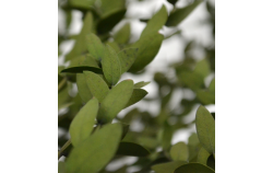 Parvifolia