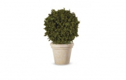 Stabilizovaný strom-Pittosporum Tenuifolium ball 50 cm