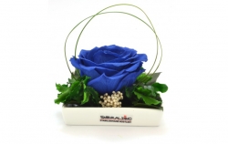 Aranže stabilizovaná růže Dita royal blue