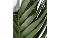 Listy palmy phoenix 60 - 80 cm
