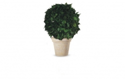 Stabilizovné stromy-Hedera ball - green - 50 cm