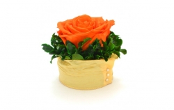 Aranže stabilizovaná růže Edit orange