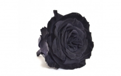 Hlavy růží extra 6ks black