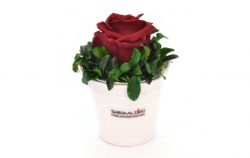 Aranže stabilizovaná růže Ida burgundy