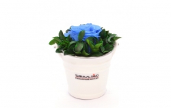 Aranže stabilizovaná růže Ida light blue