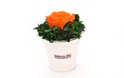 Aranže stabilizovaná růže Ida orange