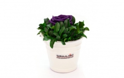 Aranže stabilizovaná růže Ida purple