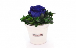 Aranže stabilizovaná růže Ida royal blue