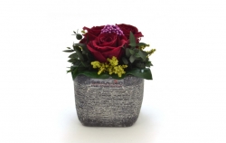 Aranže stabilizovaná růže Ina burgundy