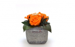 Aranže stabilizovaná růže Ina orange