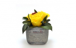 Aranže stabilizovaná růže Ina yellow