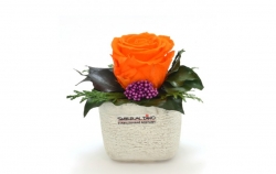 Aranže stabilizovaná růže Sára Light Orange