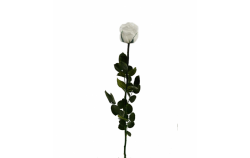 Stabilizovaná růže balená bílá