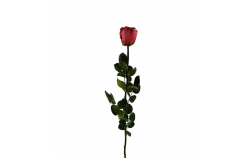Stabilizovaná růže balená brusinková