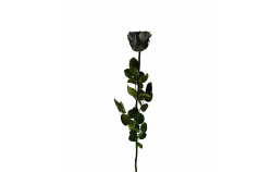 Stabilizovaná růže balená černá