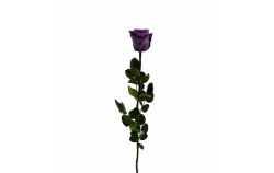 Stabilizovaná růže balená fialová