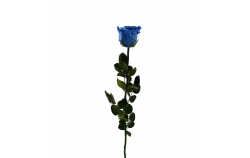 Stabilizovaná růže balená modrá