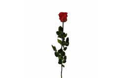 Stabilizovaná růže volná červená